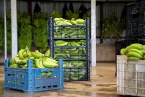 ポストハーベストのバナナ