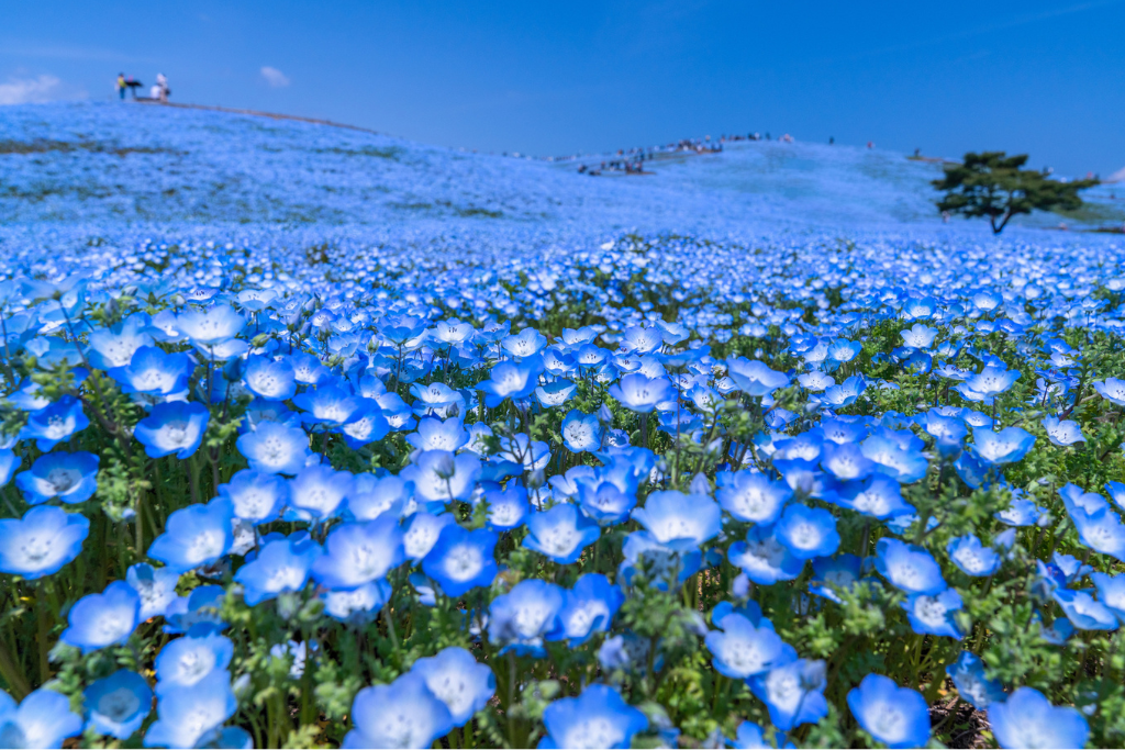 ひたちなか市の風景