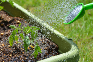 無農薬野菜のプランター栽培