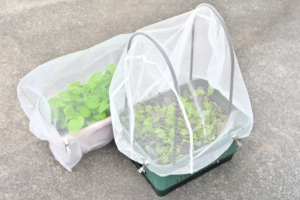 無農薬野菜の害虫対策