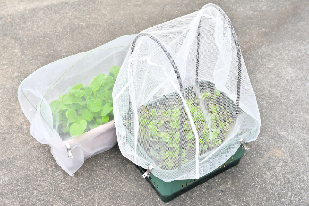 無農薬野菜の害虫対策