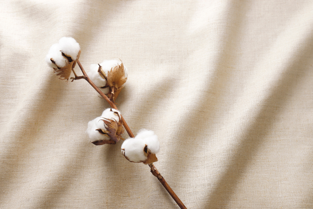 植物繊維のコットン