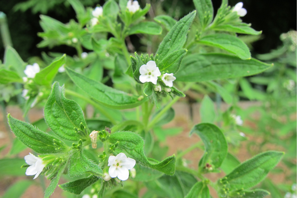 草木染めの天然染料「紫根」