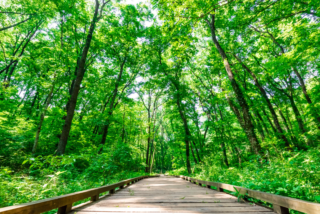 フィトンチッドとは