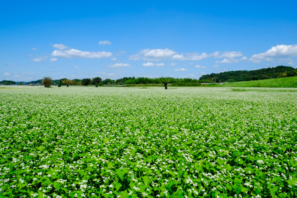 茨城の農業移住におすすめのエリア