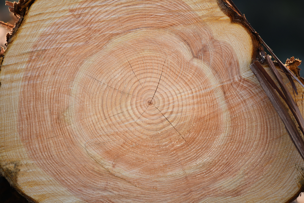 ヒノキアレルギーと木材の関係