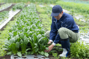 地産地消のメリット